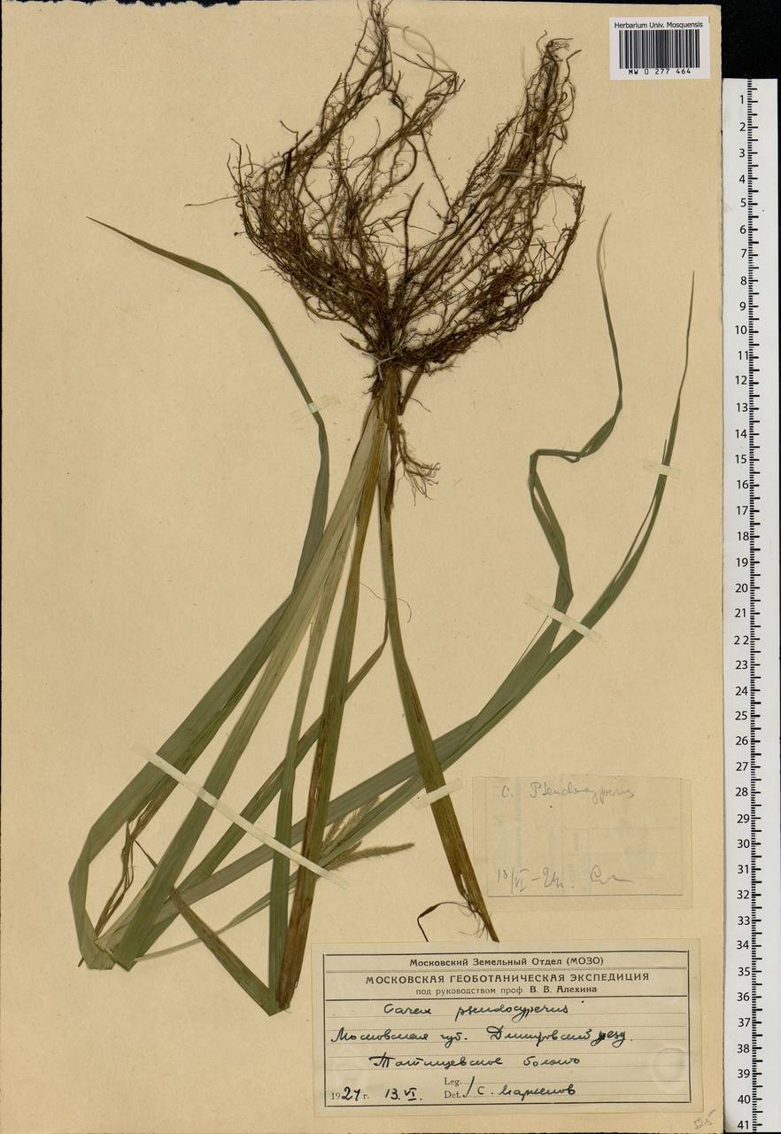 Carex pseudocyperus L., Eastern Europe, Moscow region (E4a) (Russia)