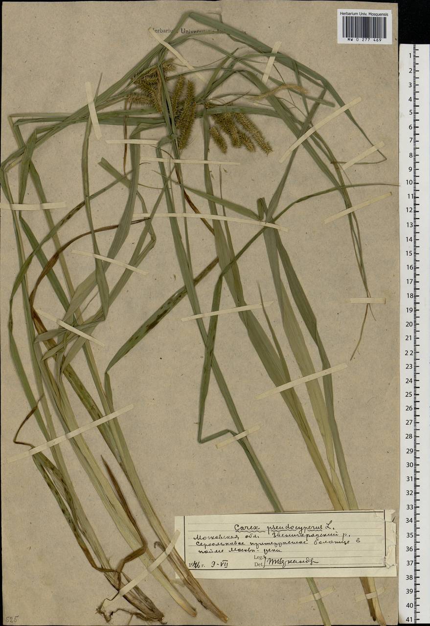 Carex pseudocyperus L., Eastern Europe, Moscow region (E4a) (Russia)