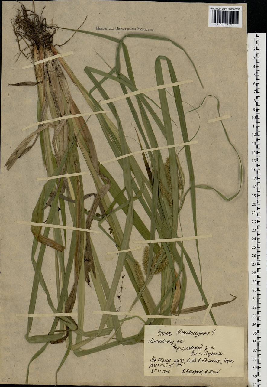 Carex pseudocyperus L., Eastern Europe, Moscow region (E4a) (Russia)