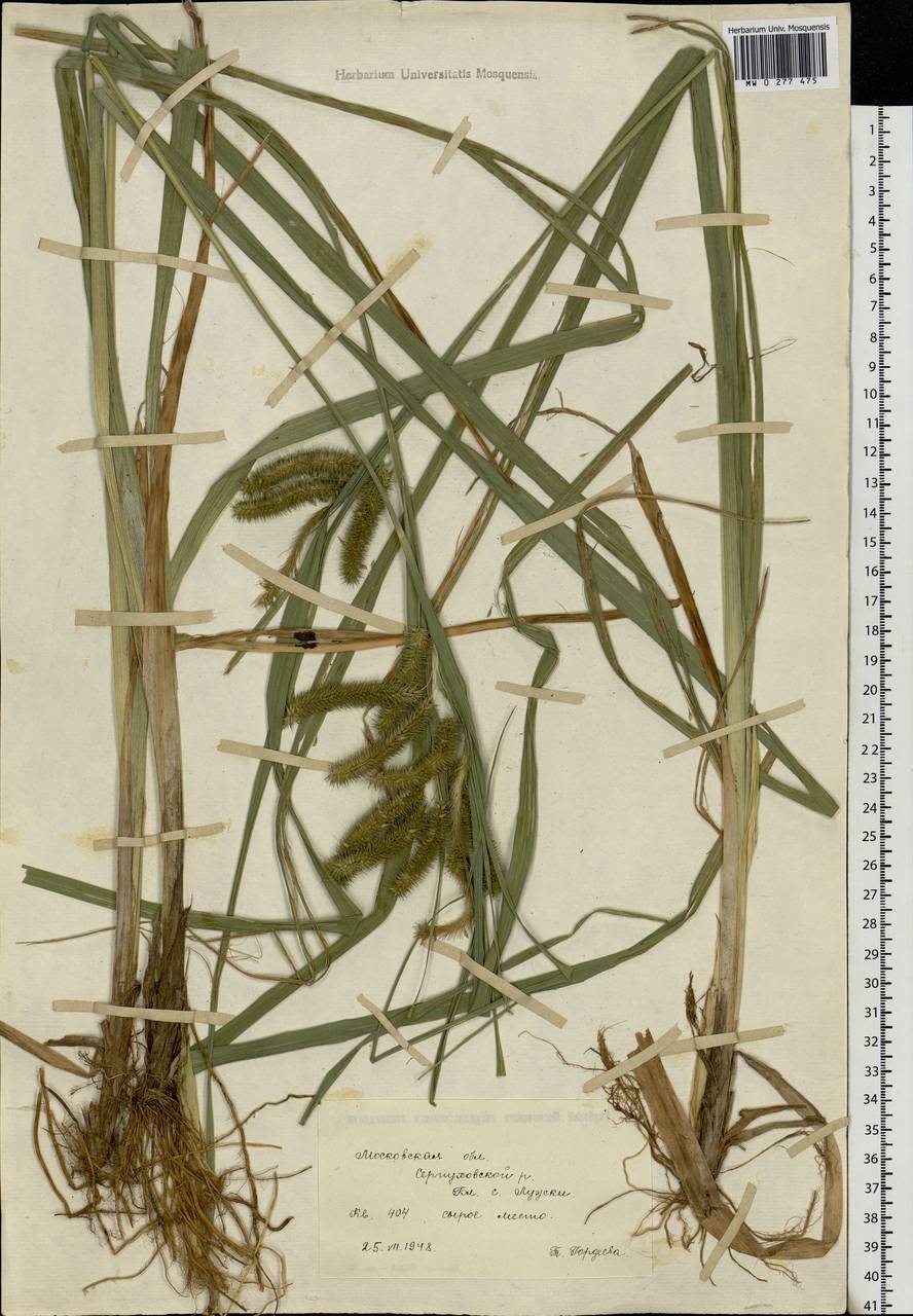 Carex pseudocyperus L., Eastern Europe, Moscow region (E4a) (Russia)