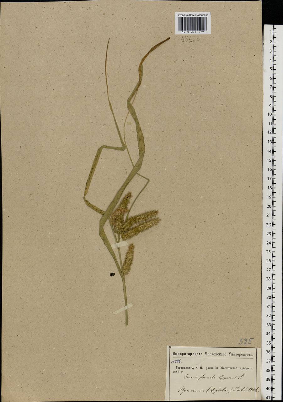 Carex pseudocyperus L., Eastern Europe, Moscow region (E4a) (Russia)
