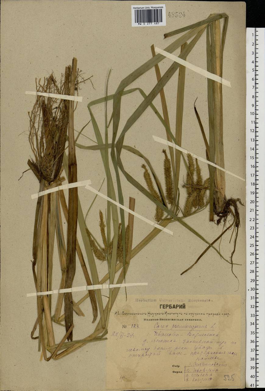 Carex pseudocyperus L., Eastern Europe, Central forest region (E5) (Russia)