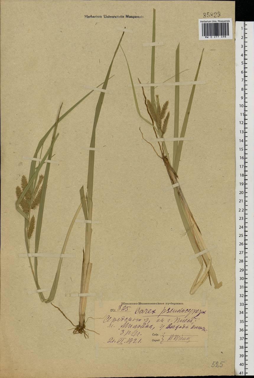 Carex pseudocyperus L., Eastern Europe, Central forest region (E5) (Russia)
