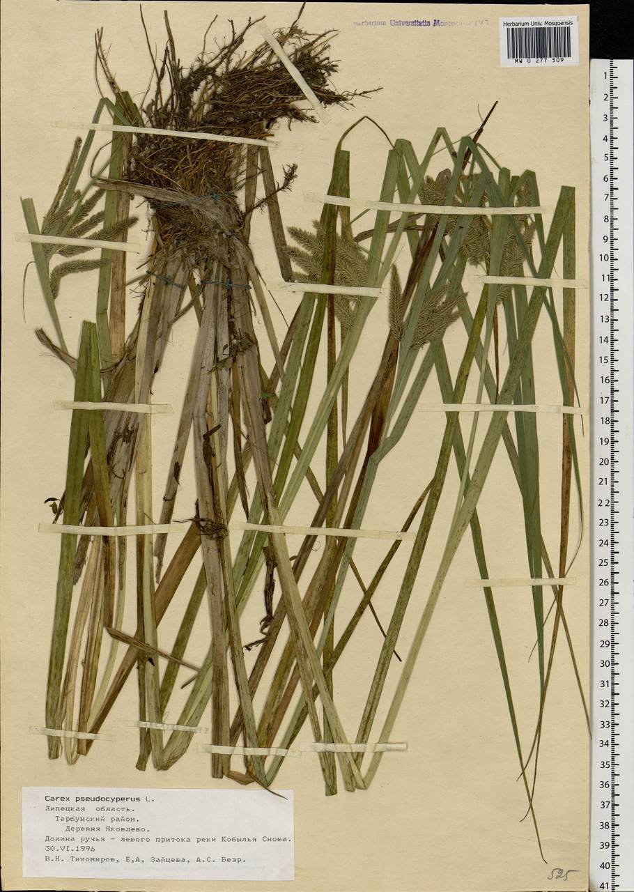 Carex pseudocyperus L., Eastern Europe, Central forest-and-steppe region (E6) (Russia)