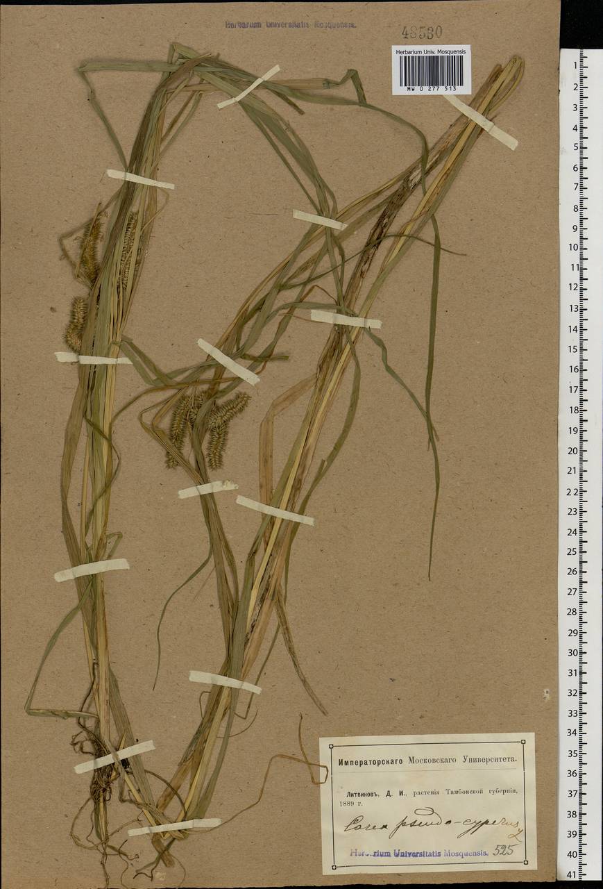 Carex pseudocyperus L., Eastern Europe, Central forest-and-steppe region (E6) (Russia)