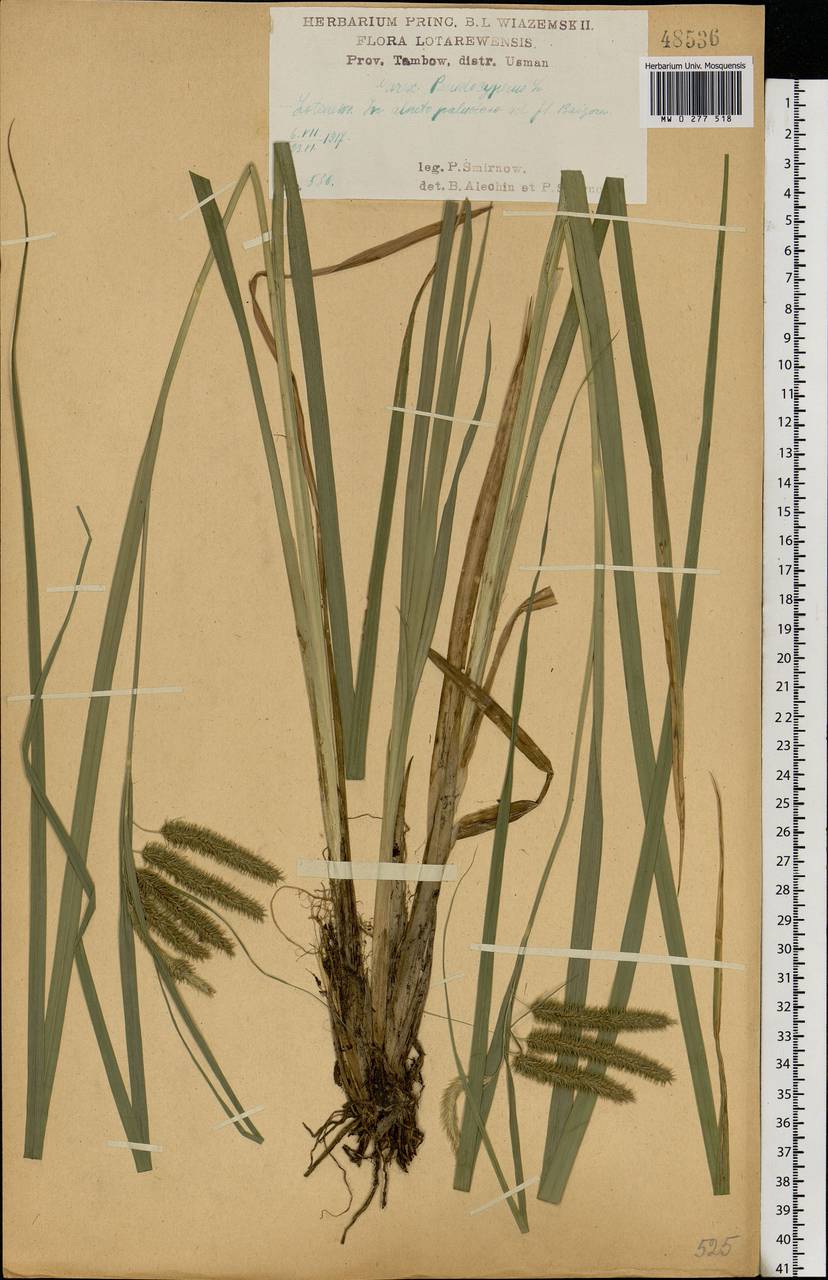 Carex pseudocyperus L., Eastern Europe, Central forest-and-steppe region (E6) (Russia)
