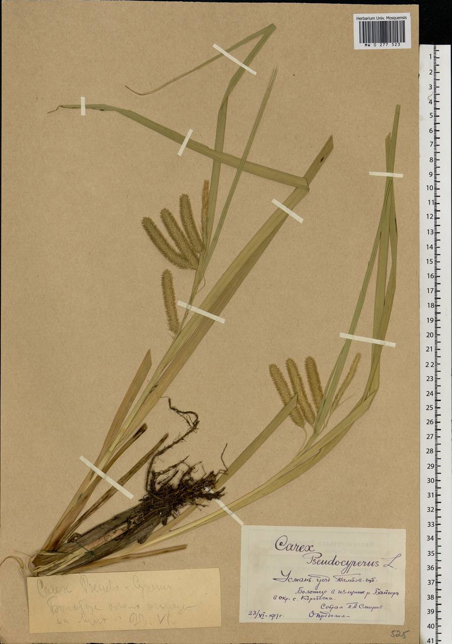 Carex pseudocyperus L., Eastern Europe, Central forest-and-steppe region (E6) (Russia)