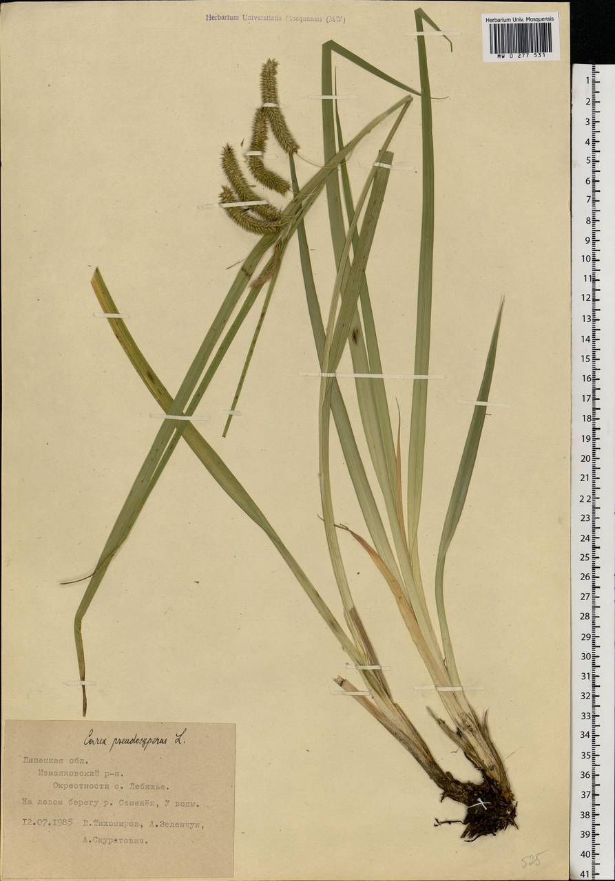 Carex pseudocyperus L., Eastern Europe, Central forest-and-steppe region (E6) (Russia)