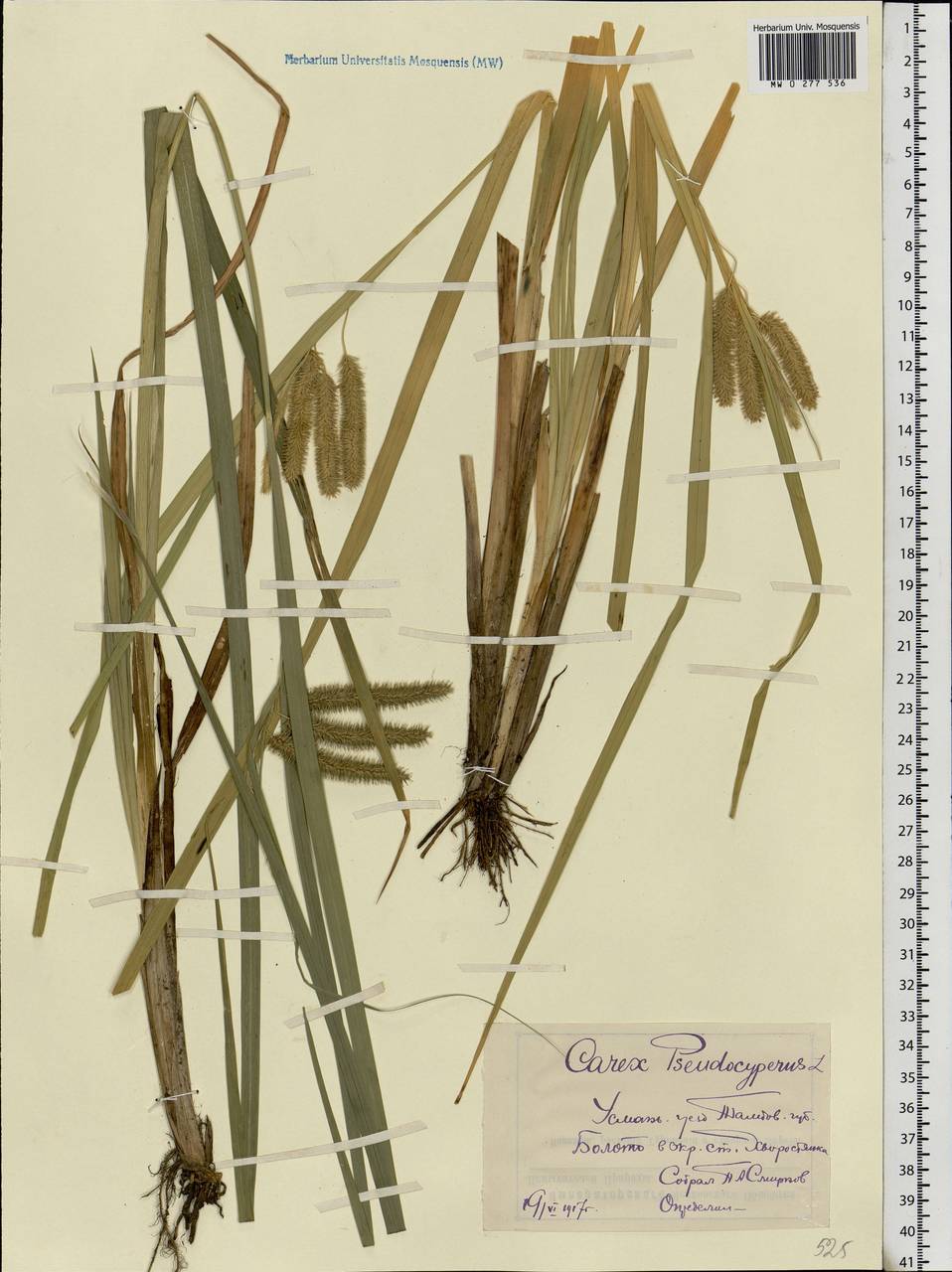 Carex pseudocyperus L., Eastern Europe, Central forest-and-steppe region (E6) (Russia)
