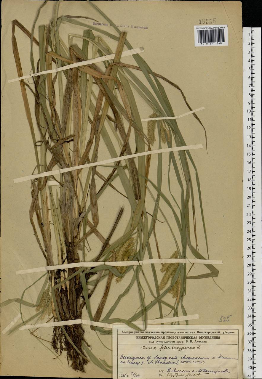 Carex pseudocyperus L., Eastern Europe, Central forest region (E5) (Russia)