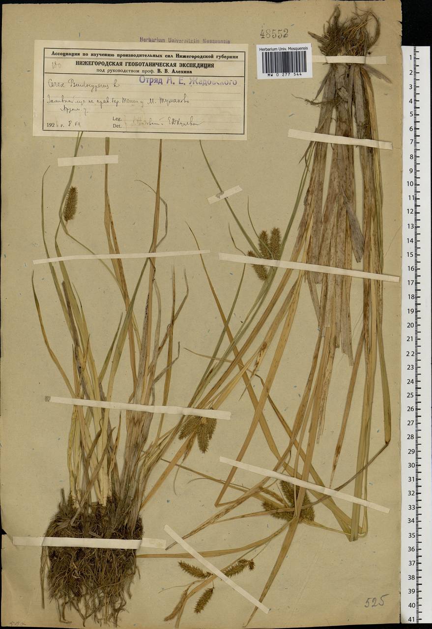Carex pseudocyperus L., Eastern Europe, Volga-Kama region (E7) (Russia)