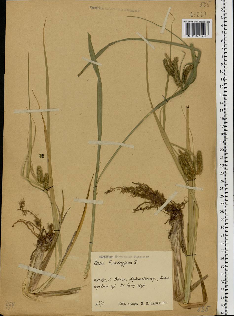Carex pseudocyperus L., Eastern Europe, Volga-Kama region (E7) (Russia)