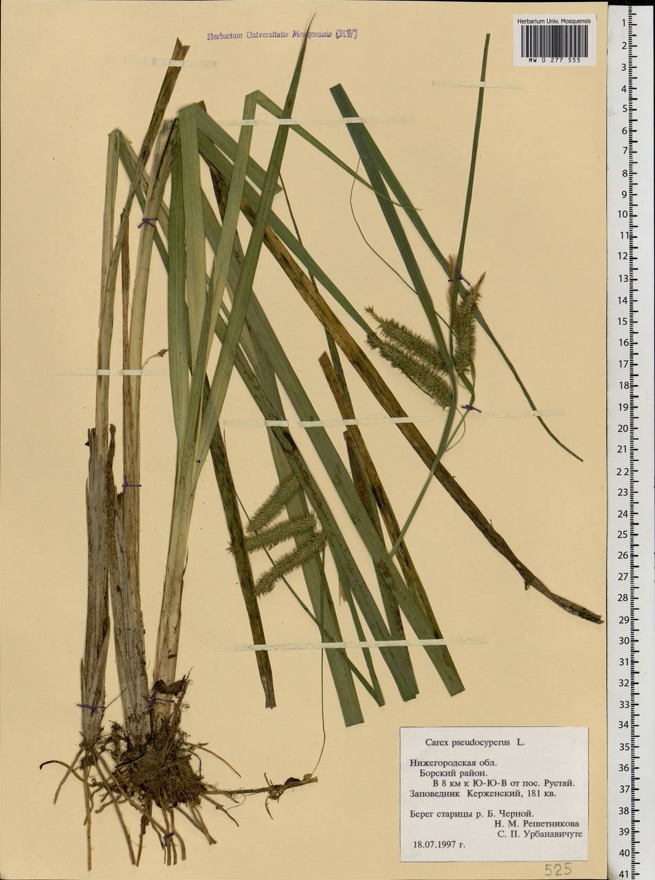 Carex pseudocyperus L., Eastern Europe, Volga-Kama region (E7) (Russia)