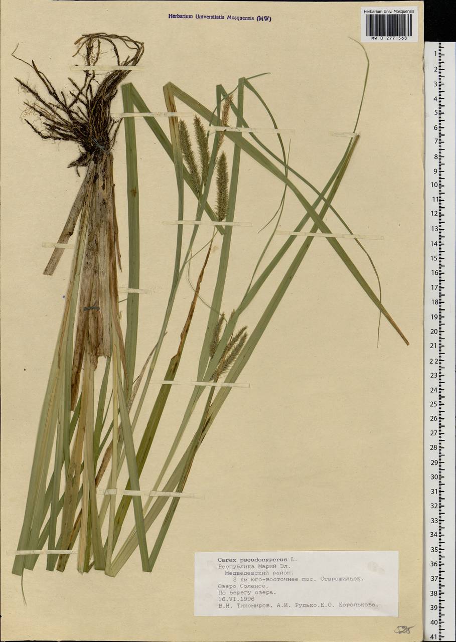 Carex pseudocyperus L., Eastern Europe, Middle Volga region (E8) (Russia)