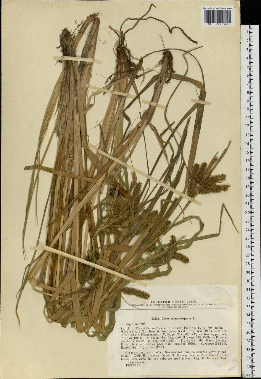 Carex pseudocyperus L., Eastern Europe, Lower Volga region (E9) (Russia)