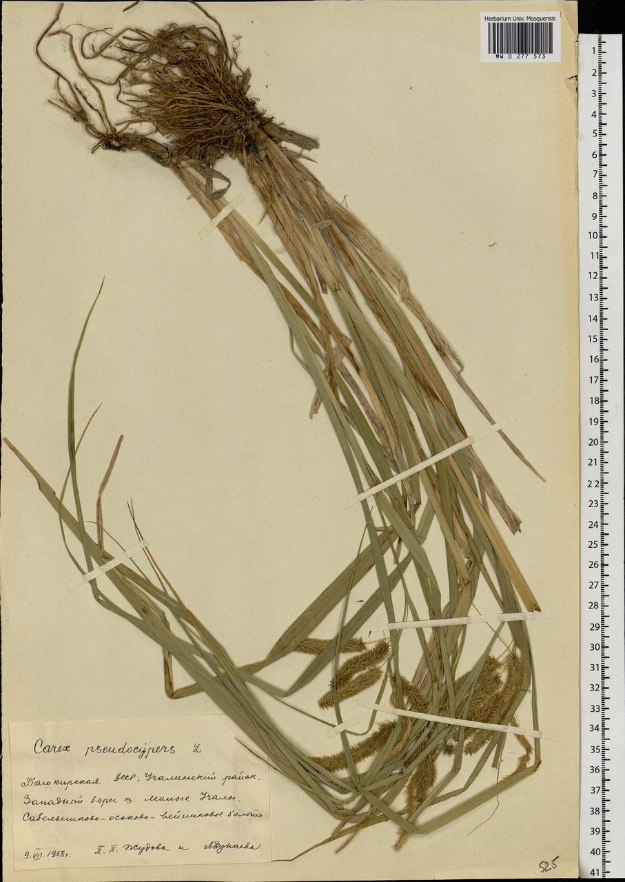 Carex pseudocyperus L., Eastern Europe, Eastern region (E10) (Russia)
