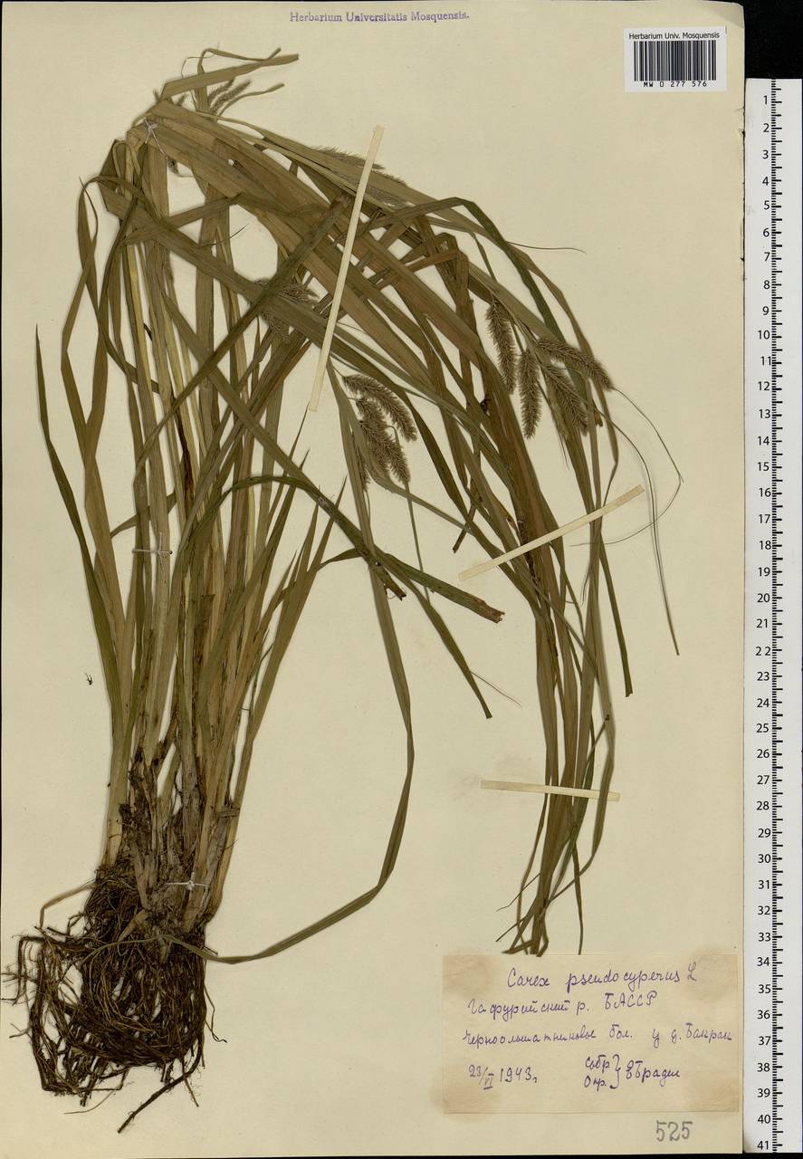 Carex pseudocyperus L., Eastern Europe, Eastern region (E10) (Russia)