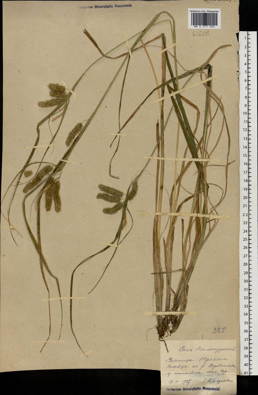 Carex pseudocyperus L., Eastern Europe, South Ukrainian region (E12) (Ukraine)