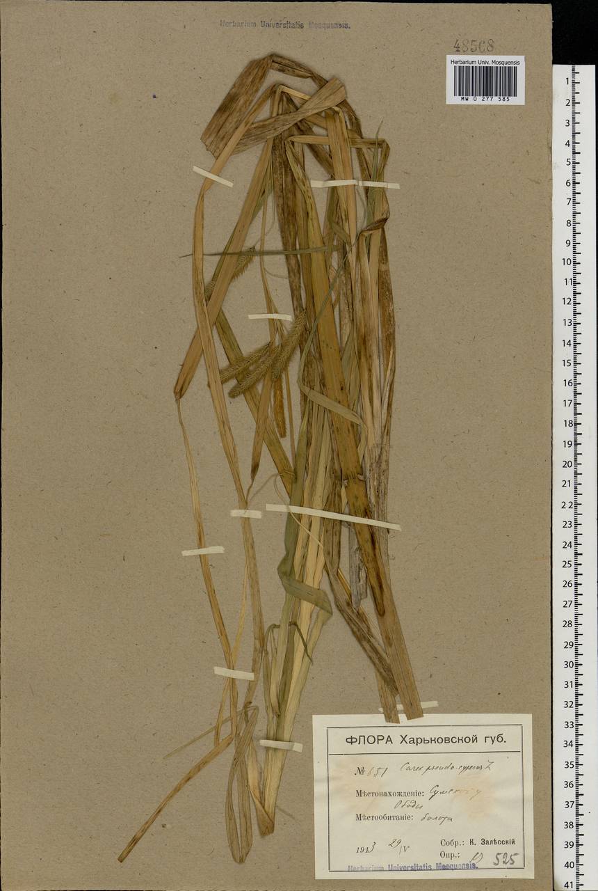 Carex pseudocyperus L., Eastern Europe, North Ukrainian region (E11) (Ukraine)