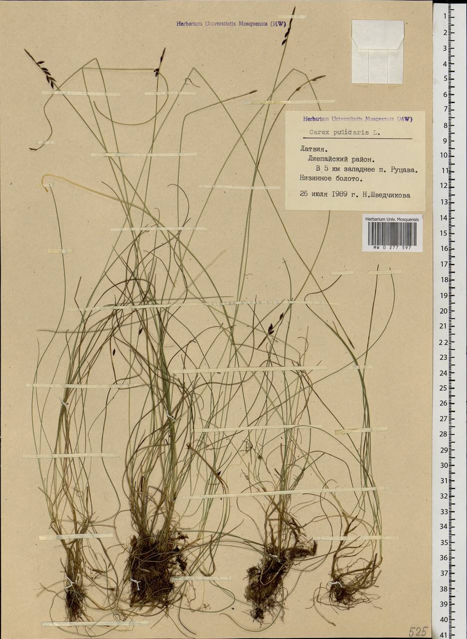 Carex pulicaris L., Eastern Europe, Latvia (E2b) (Latvia)