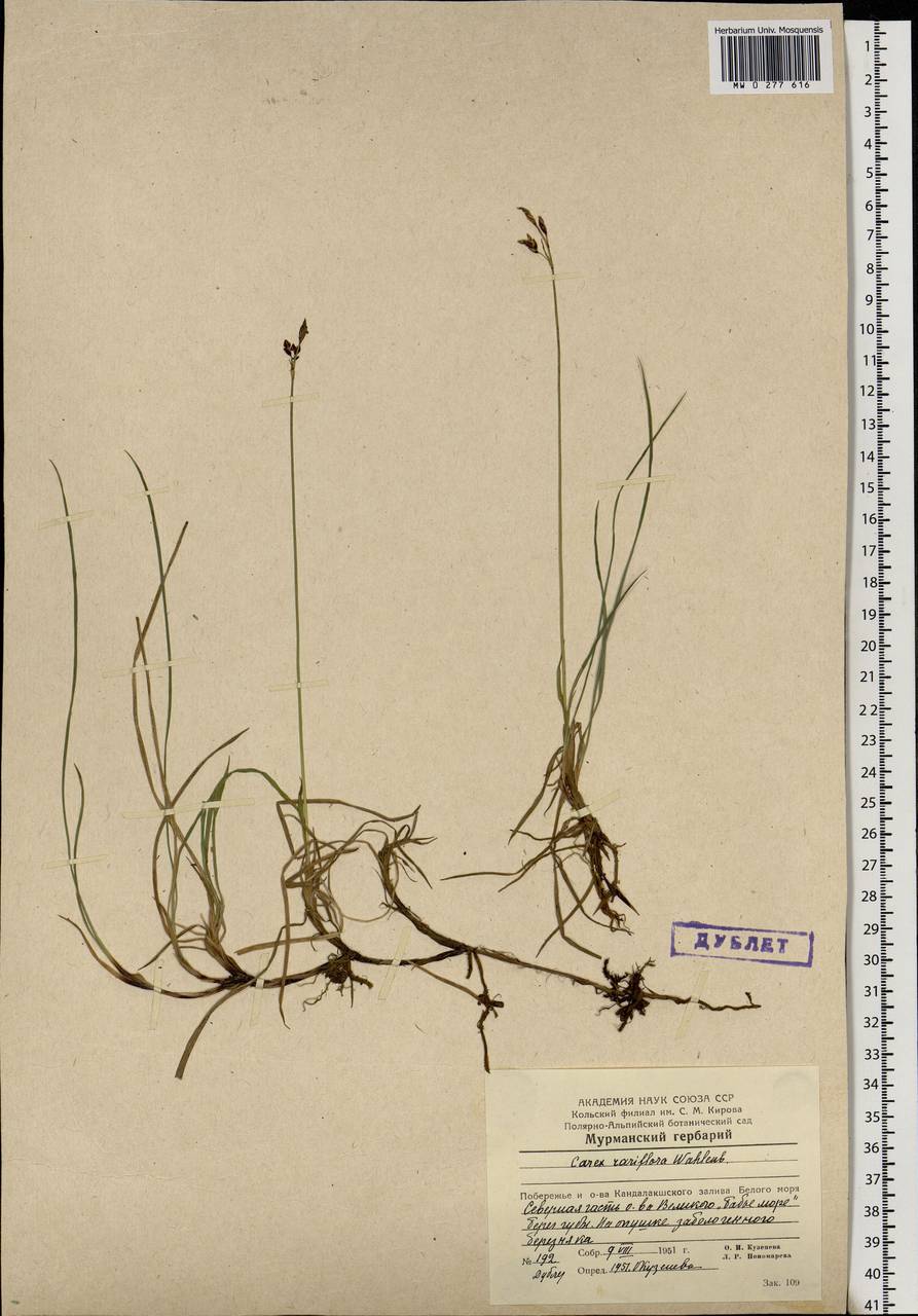 Carex rariflora (Wahlenb.) Sm., Eastern Europe, Northern region (E1) (Russia)