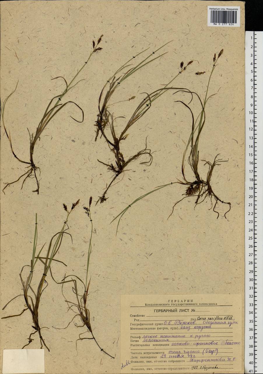 Carex rariflora (Wahlenb.) Sm., Eastern Europe, Northern region (E1) (Russia)