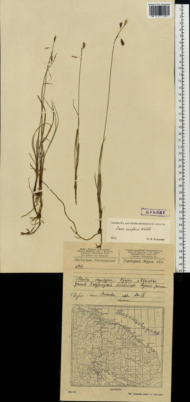 Carex rariflora (Wahlenb.) Sm., Eastern Europe, Northern region (E1) (Russia)
