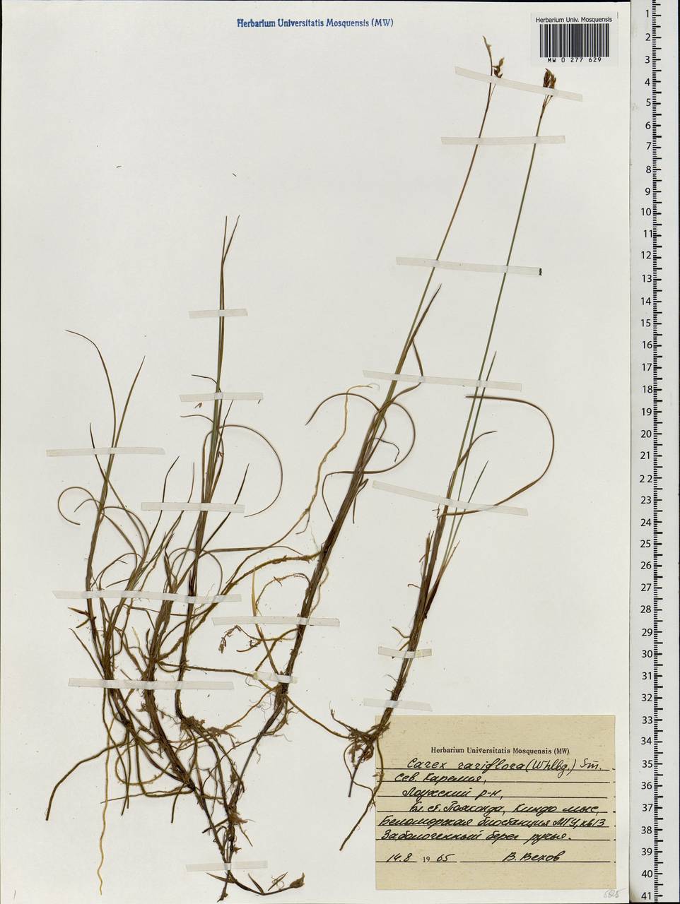 Carex rariflora (Wahlenb.) Sm., Eastern Europe, Northern region (E1) (Russia)