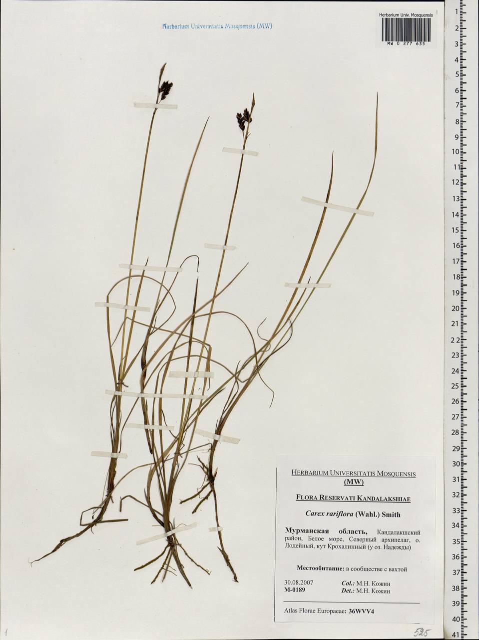 Carex rariflora (Wahlenb.) Sm., Eastern Europe, Northern region (E1) (Russia)