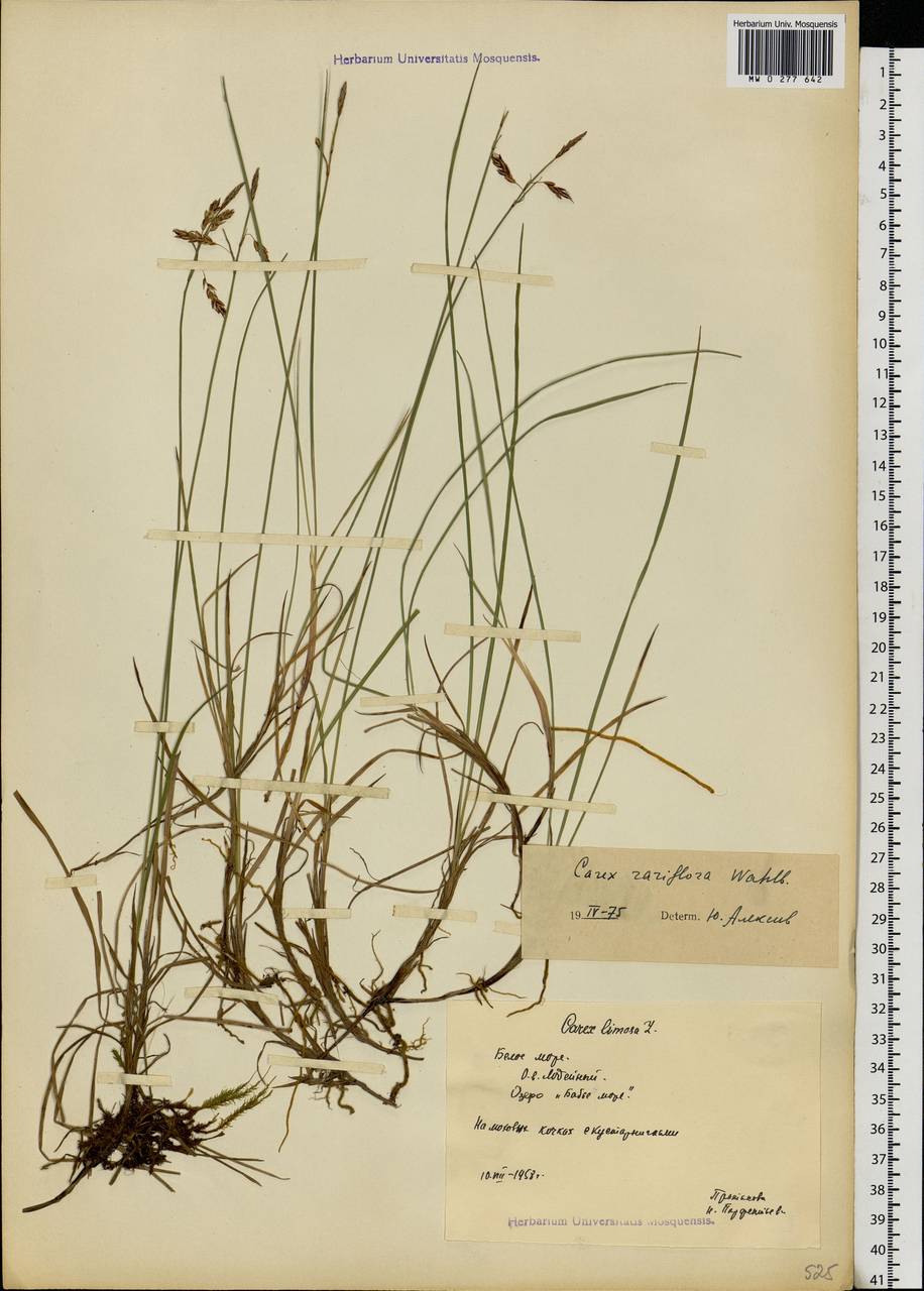 Carex rariflora (Wahlenb.) Sm., Eastern Europe, Northern region (E1) (Russia)