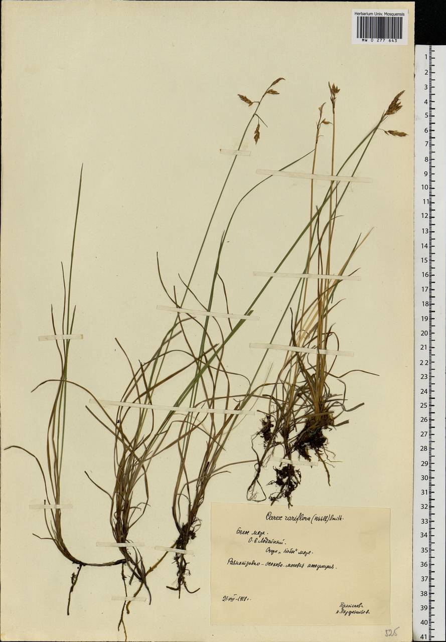 Carex rariflora (Wahlenb.) Sm., Eastern Europe, Northern region (E1) (Russia)