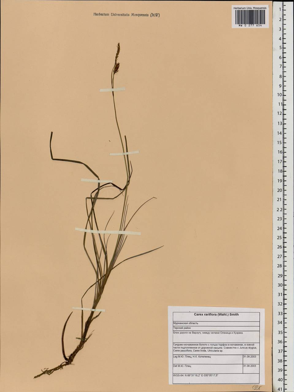 Carex rariflora (Wahlenb.) Sm., Eastern Europe, Northern region (E1) (Russia)