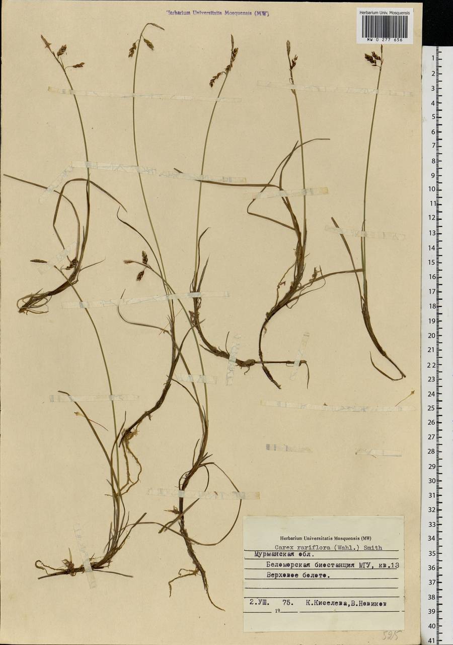 Carex rariflora (Wahlenb.) Sm., Eastern Europe, Northern region (E1) (Russia)