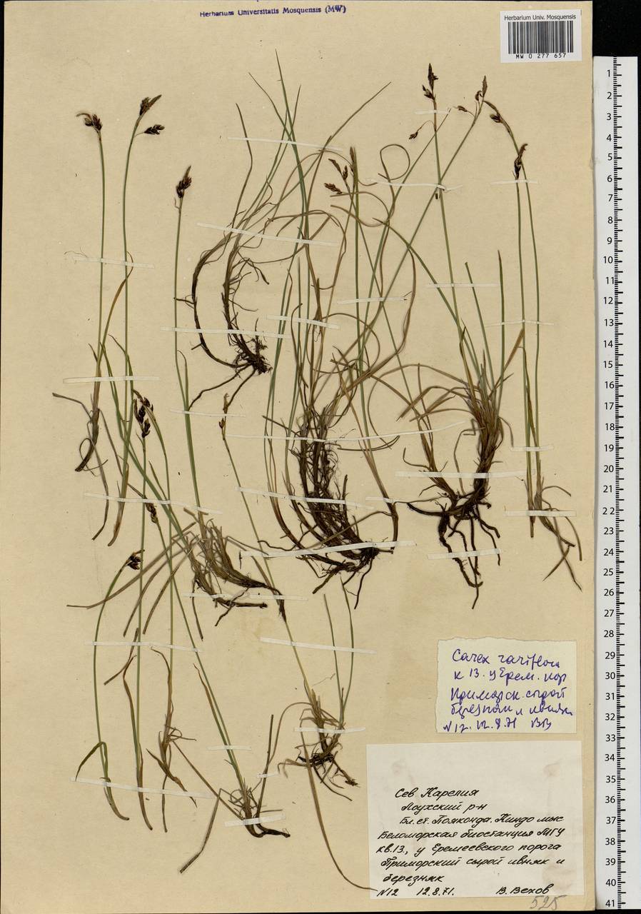 Carex rariflora (Wahlenb.) Sm., Eastern Europe, Northern region (E1) (Russia)