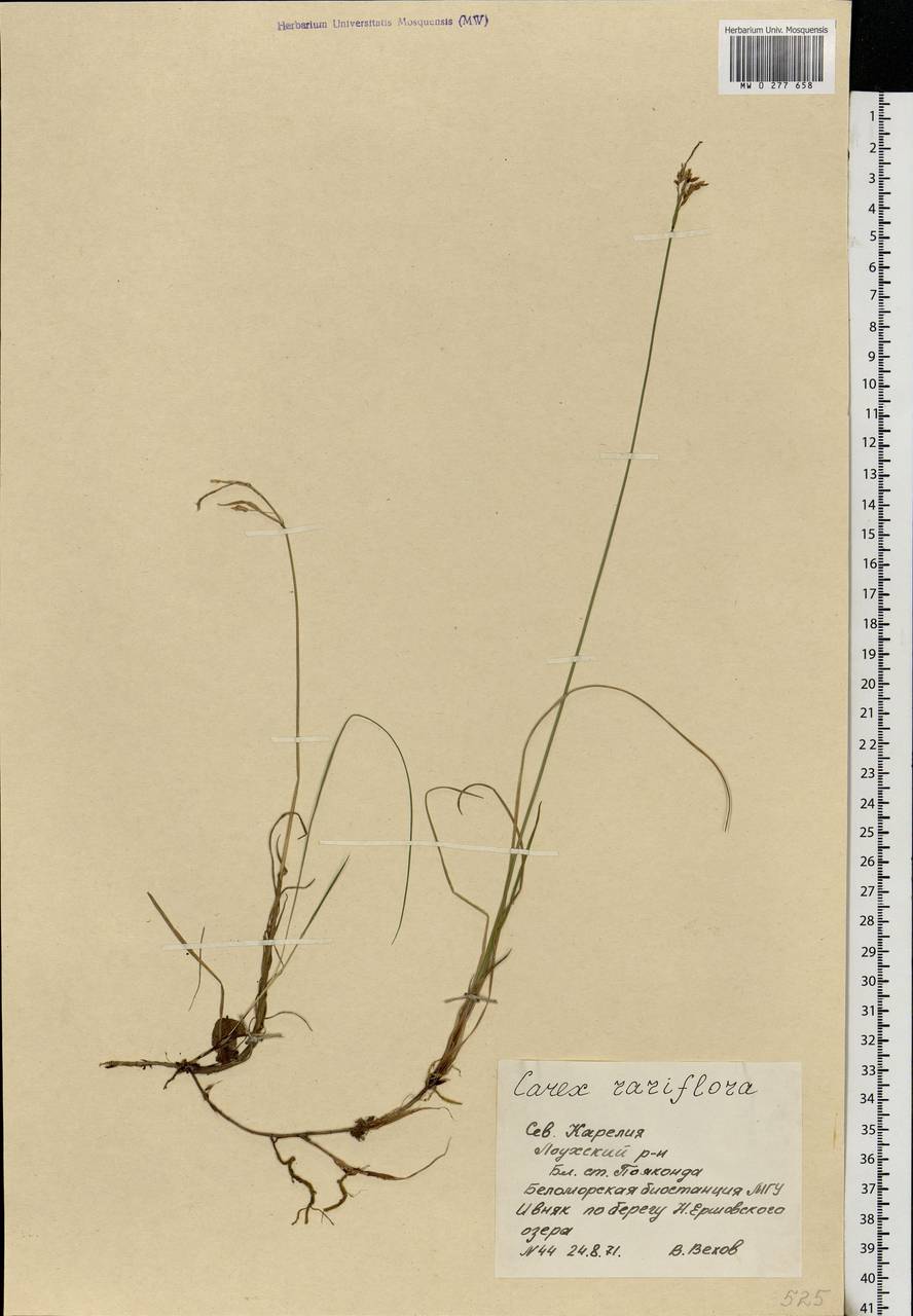 Carex rariflora (Wahlenb.) Sm., Eastern Europe, Northern region (E1) (Russia)