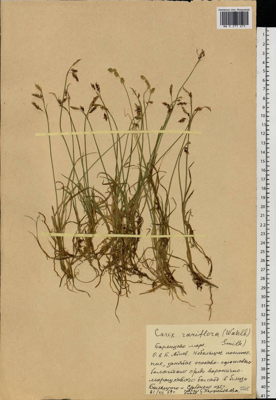 Carex rariflora (Wahlenb.) Sm., Eastern Europe, Northern region (E1) (Russia)