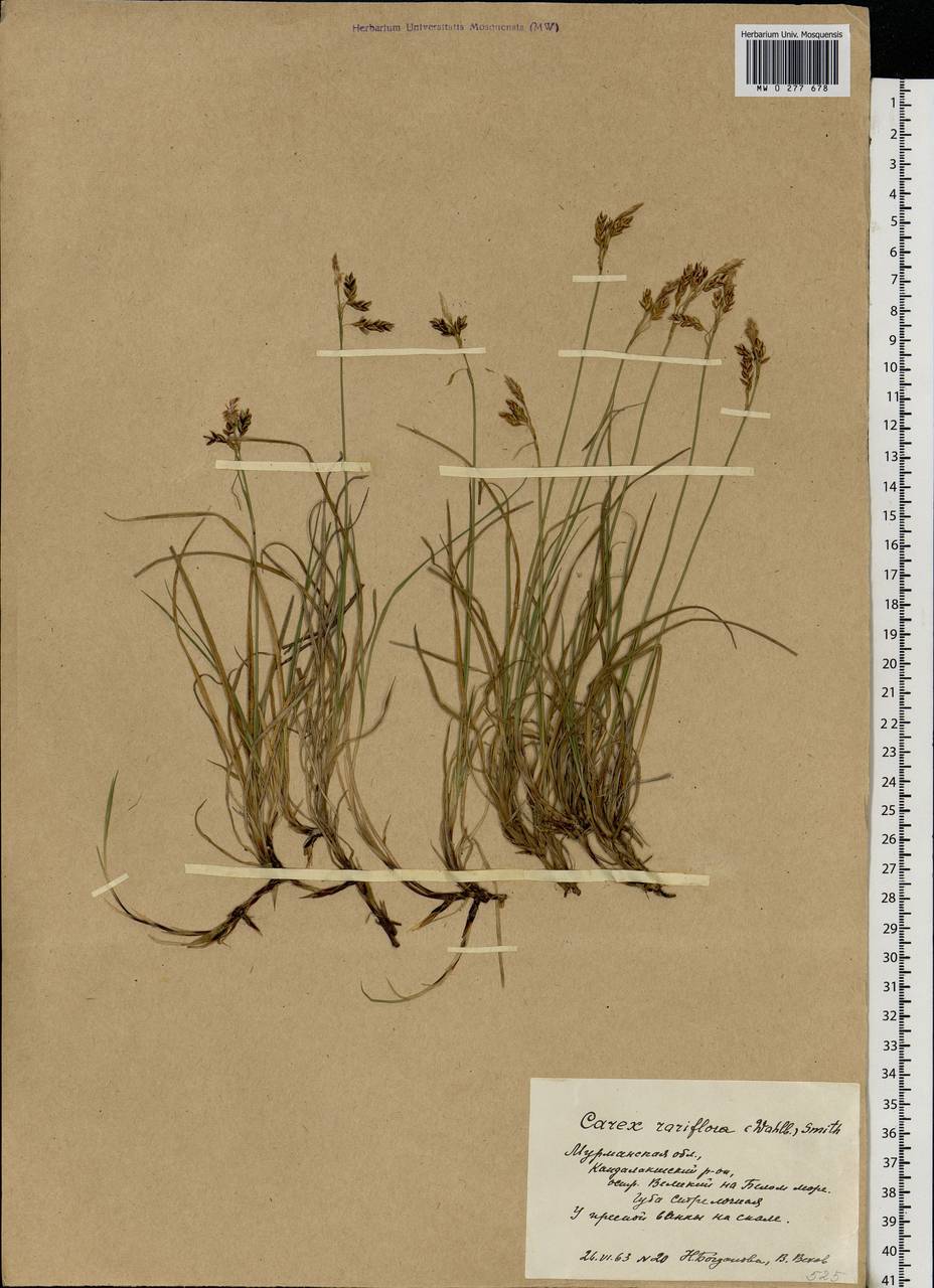 Carex rariflora (Wahlenb.) Sm., Eastern Europe, Northern region (E1) (Russia)