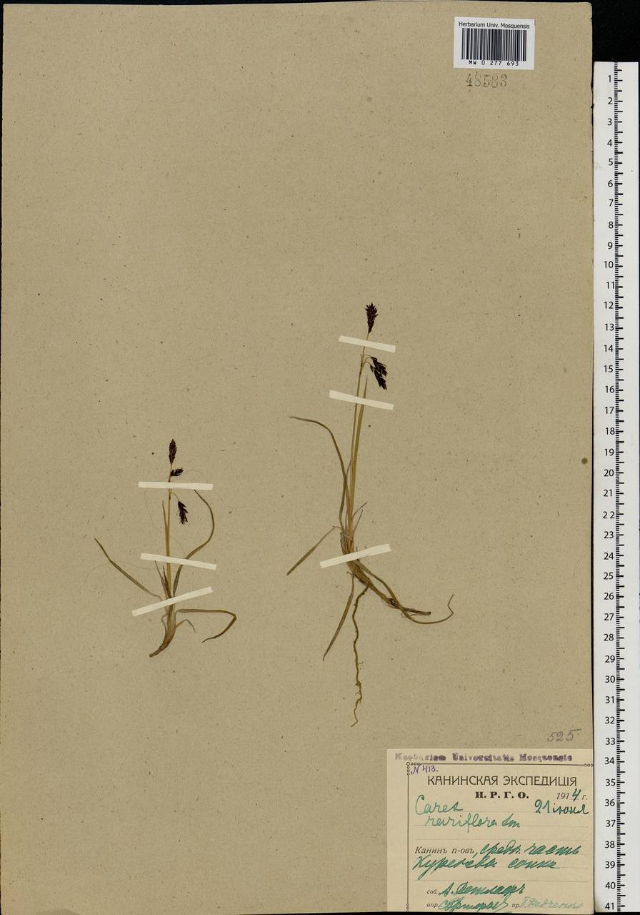 Carex rariflora (Wahlenb.) Sm., Eastern Europe, Northern region (E1) (Russia)