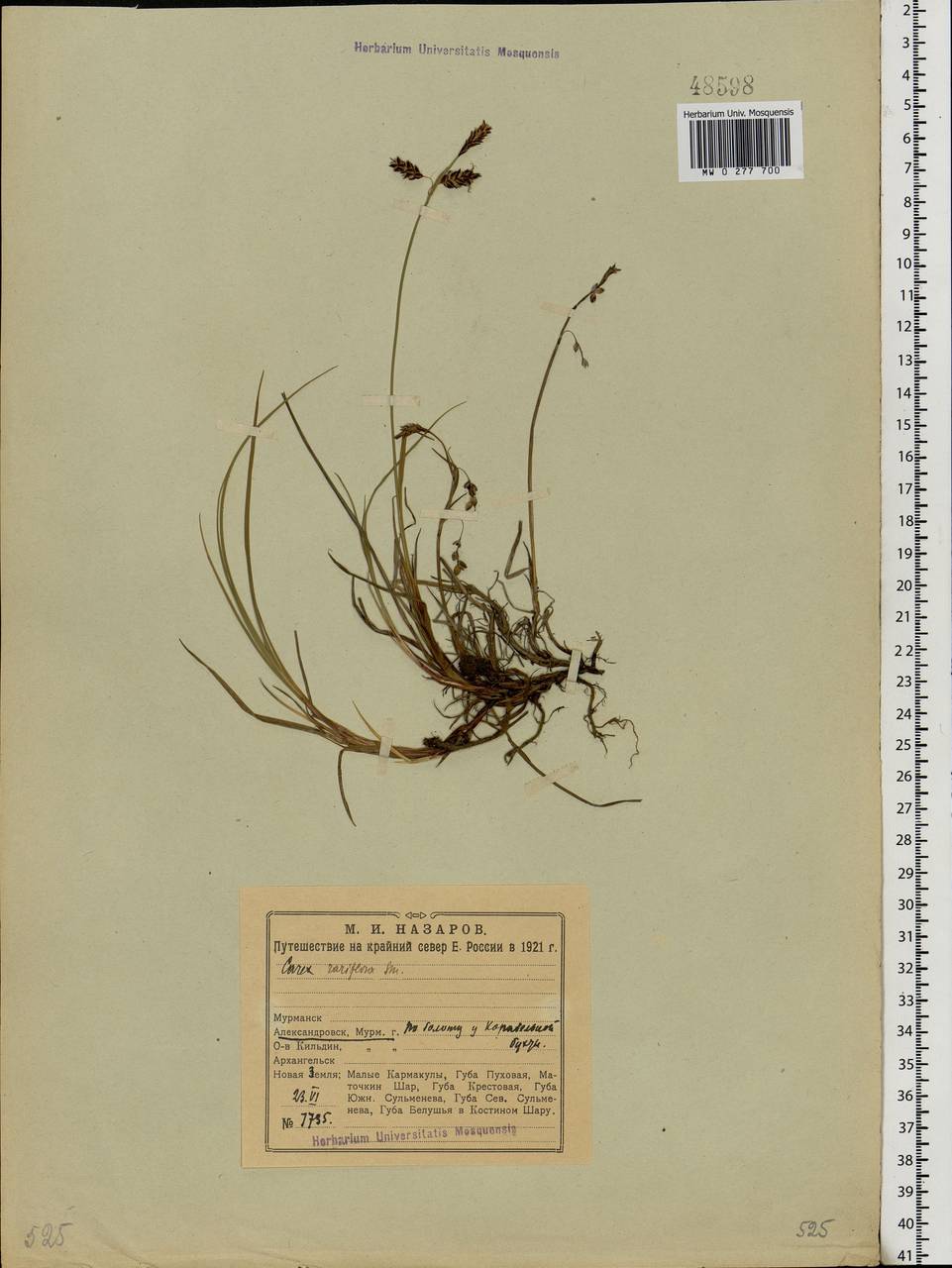 Carex rariflora (Wahlenb.) Sm., Eastern Europe, Northern region (E1) (Russia)