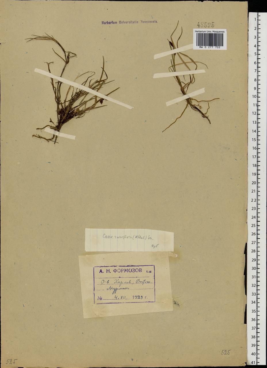 Carex rariflora (Wahlenb.) Sm., Eastern Europe, Northern region (E1) (Russia)