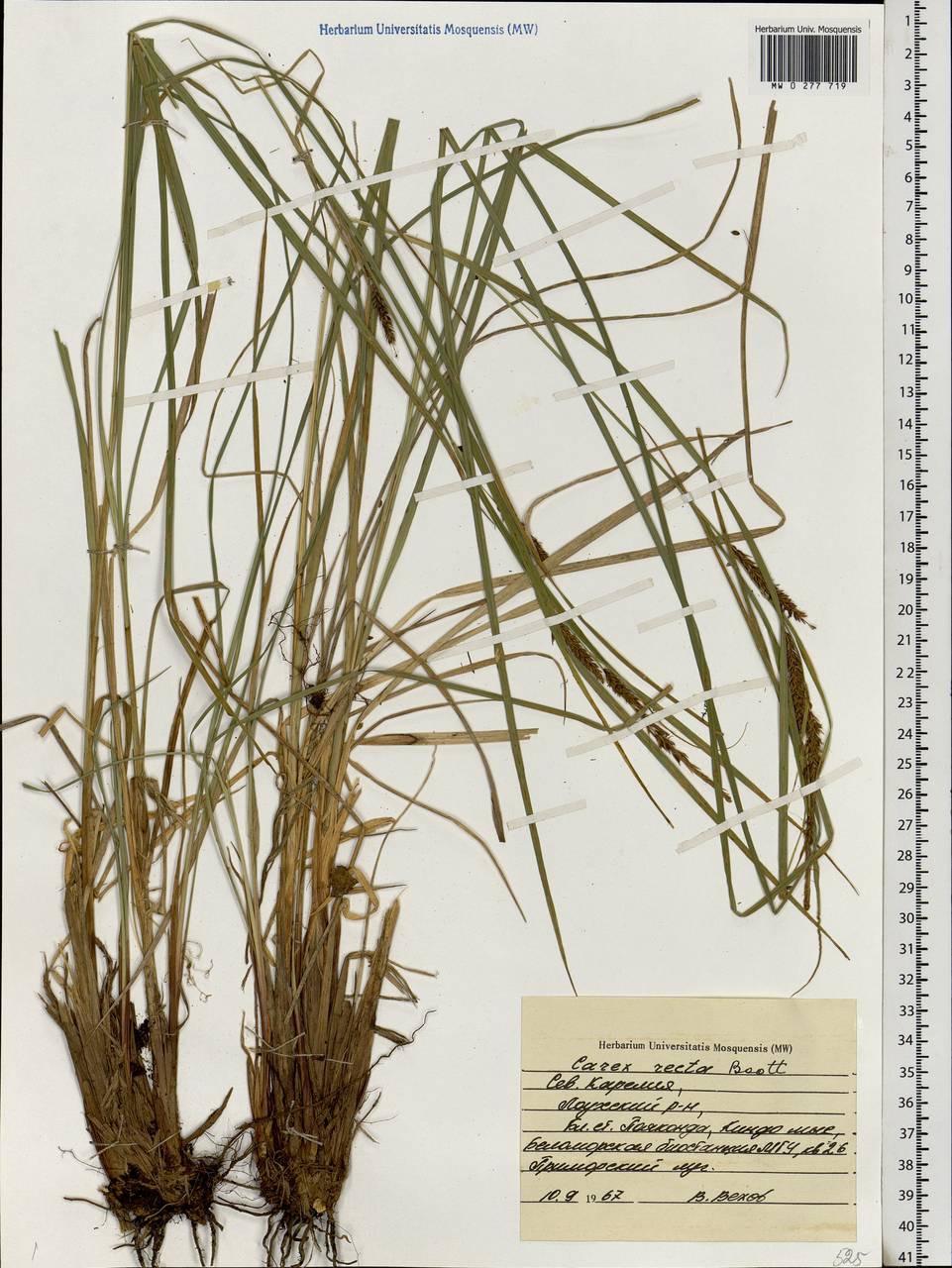 Carex recta Boott, Eastern Europe, Northern region (E1) (Russia)