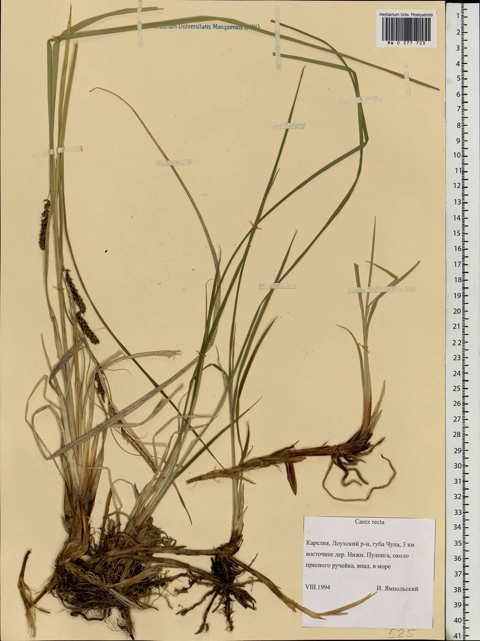 Carex recta Boott, Eastern Europe, Northern region (E1) (Russia)