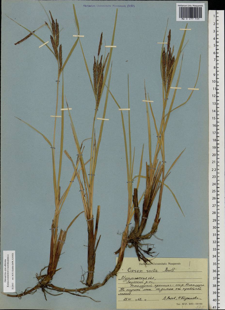 Carex recta Boott, Eastern Europe, Northern region (E1) (Russia)