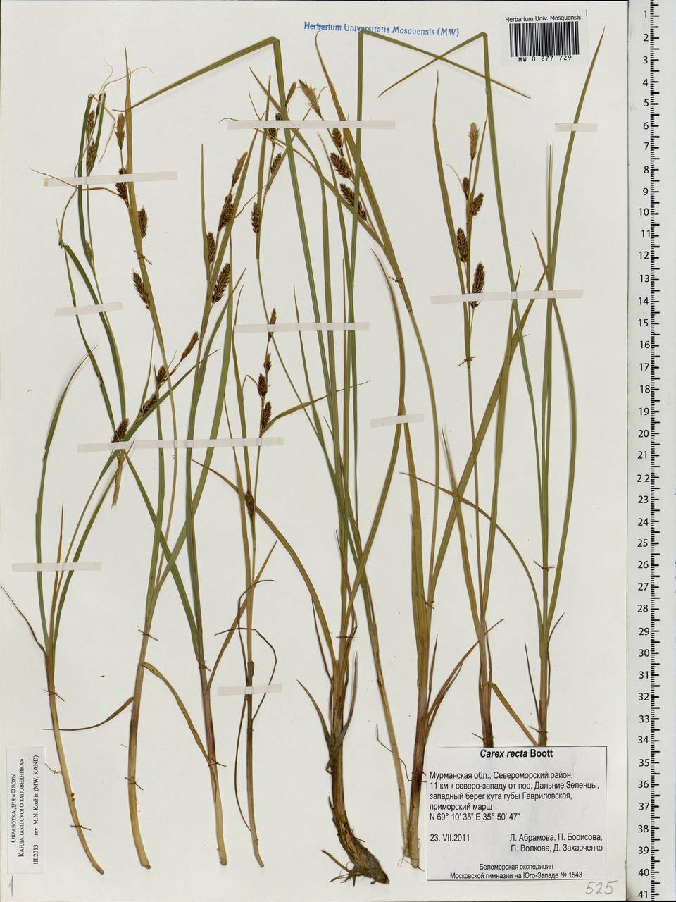 Carex recta Boott, Eastern Europe, Northern region (E1) (Russia)