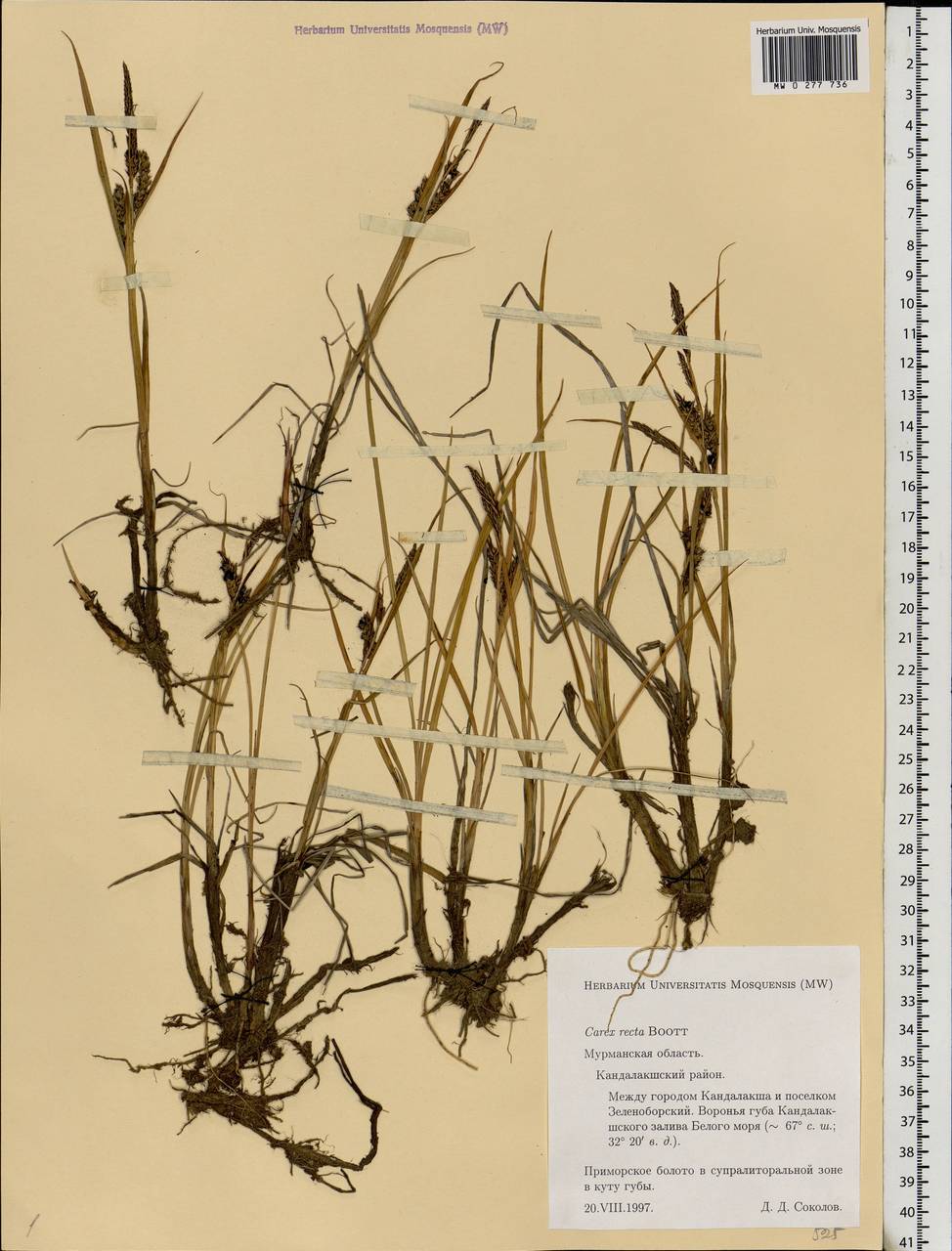 Carex recta Boott, Eastern Europe, Northern region (E1) (Russia)