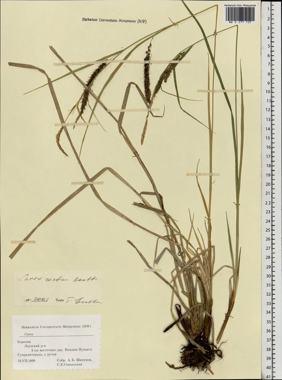 Carex recta Boott, Eastern Europe, Northern region (E1) (Russia)