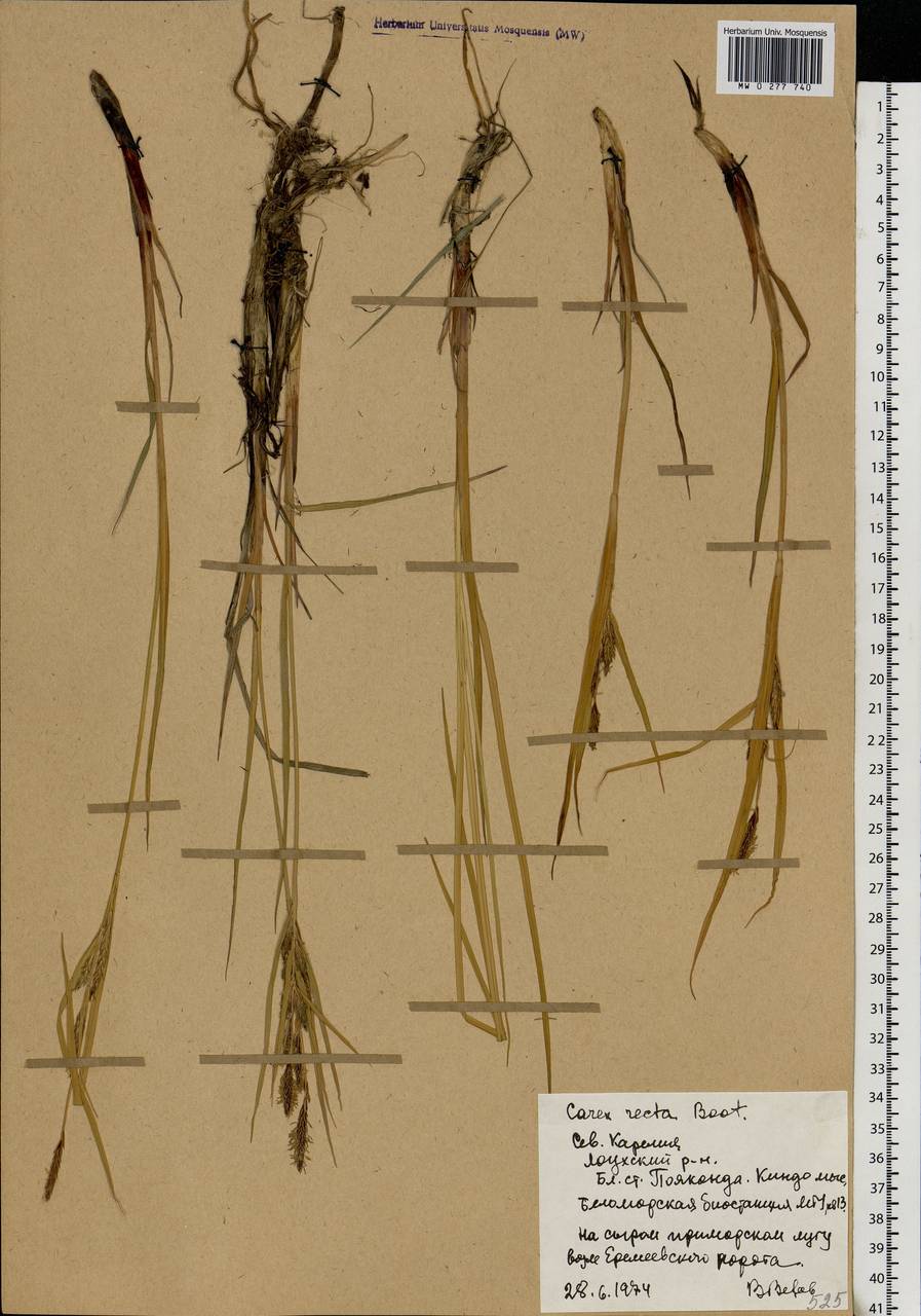 Carex recta Boott, Eastern Europe, Northern region (E1) (Russia)