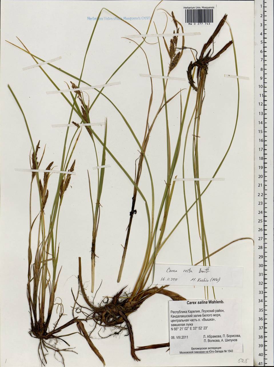 Carex recta Boott, Eastern Europe, Northern region (E1) (Russia)