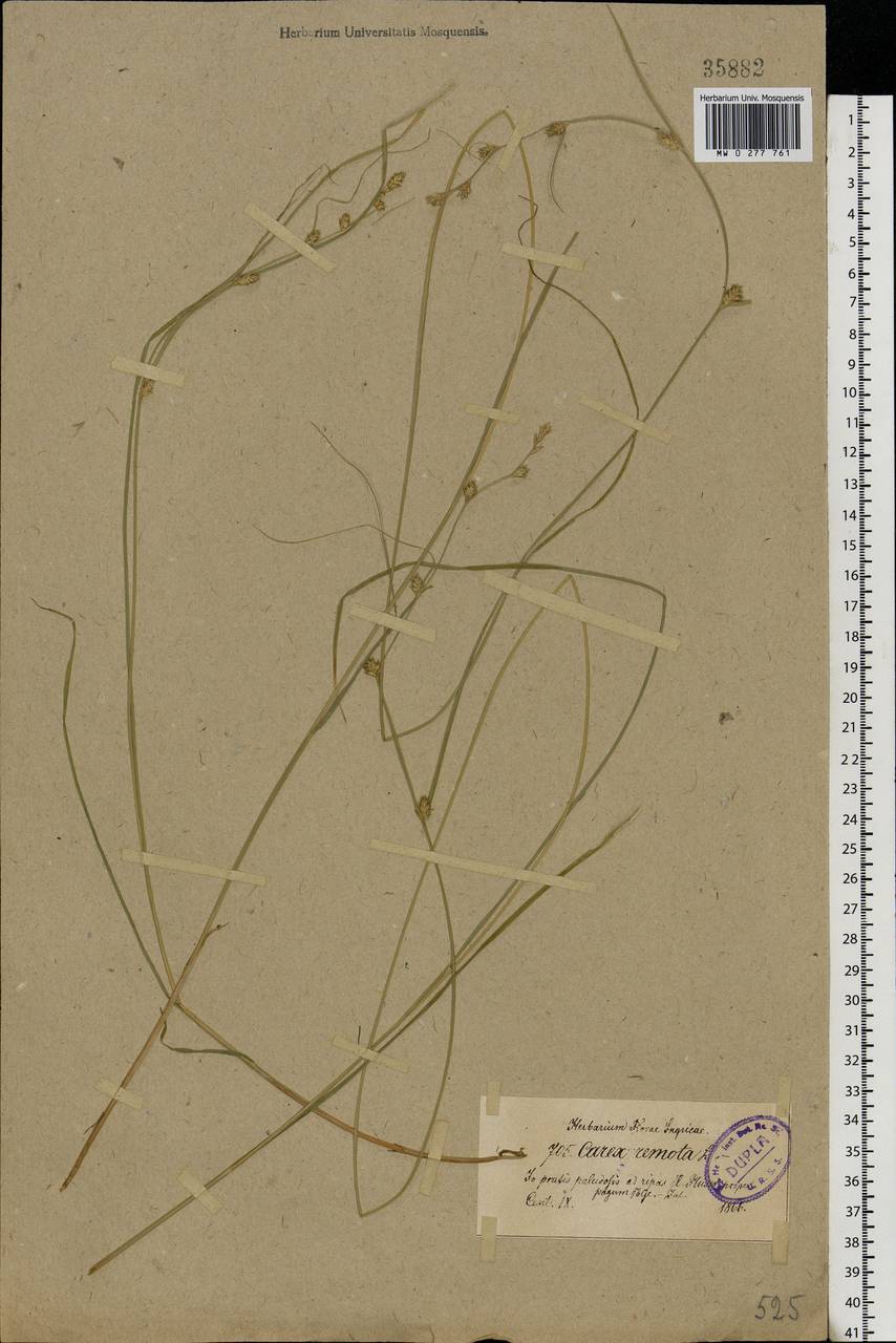 Carex remota L., Eastern Europe, North-Western region (E2) (Russia)