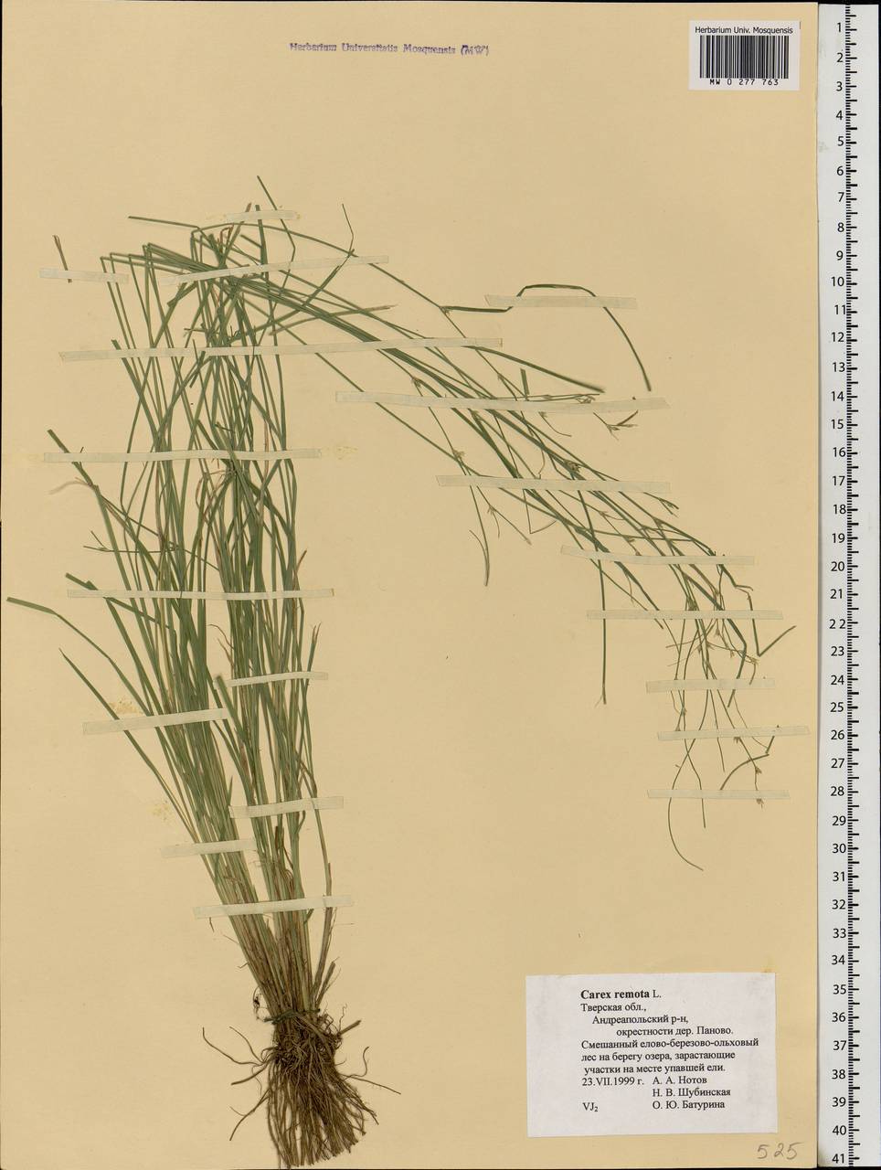 Carex remota L., Eastern Europe, North-Western region (E2) (Russia)